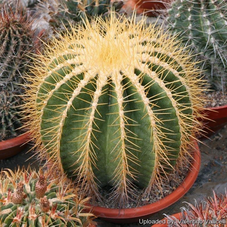 Cacti Echinocactus Assorted - View 19 from www redcrocus com