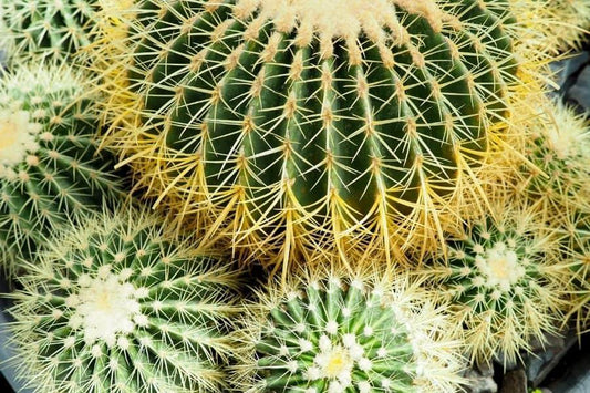 Cacti Echinocactus Assorted - View 1 from www redcrocus com