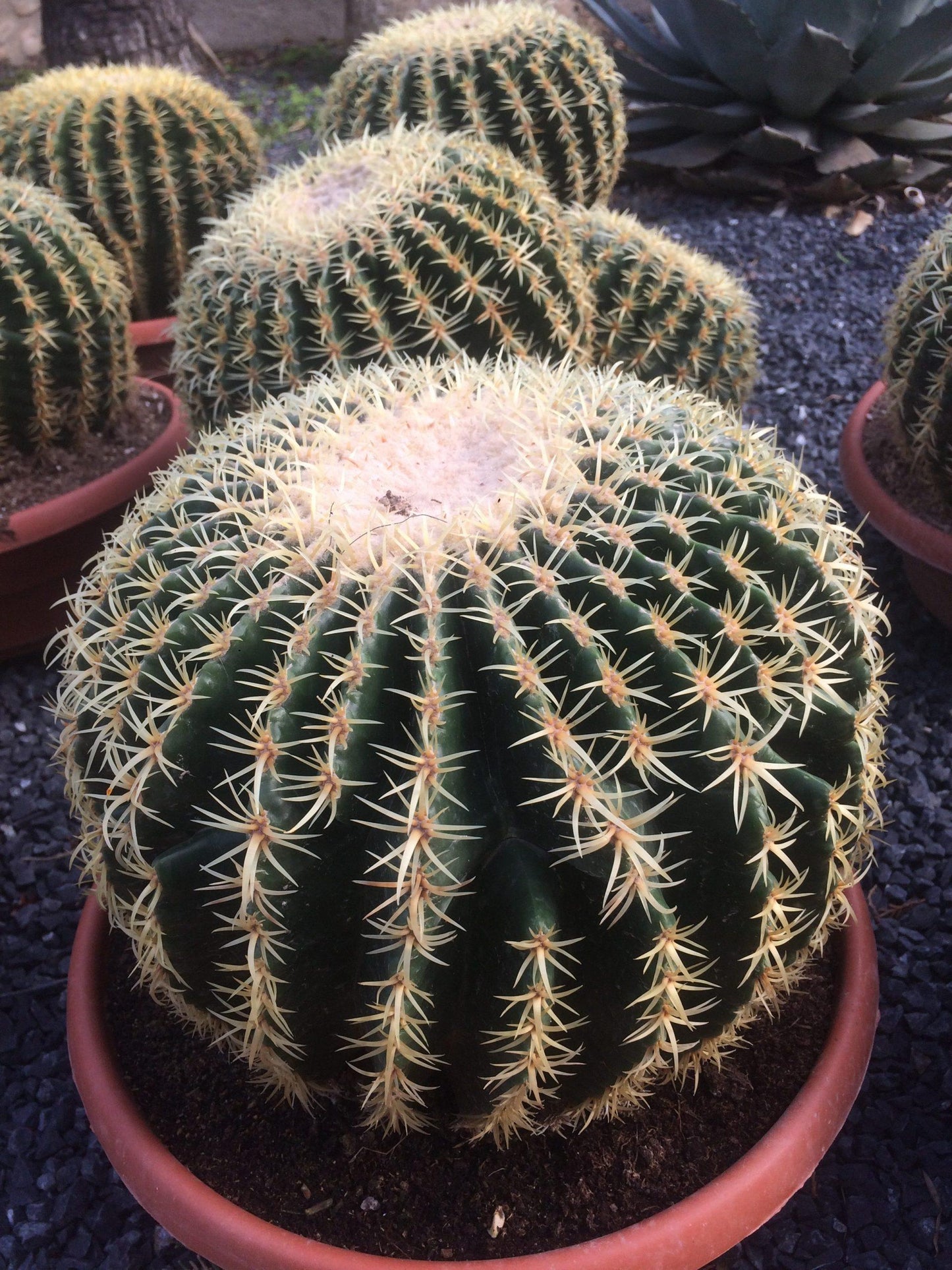 Cacti Echinocactus Assorted - View 2 from www redcrocus com