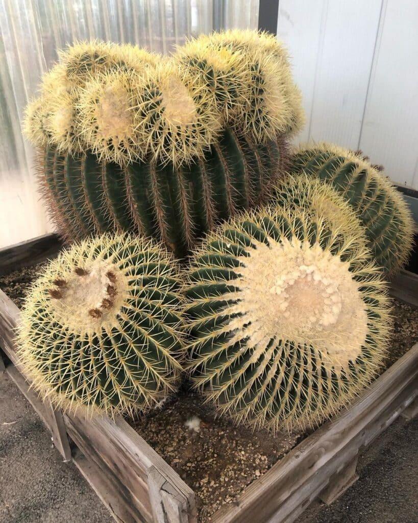 Cacti Echinocactus Assorted - View 4 from www redcrocus com