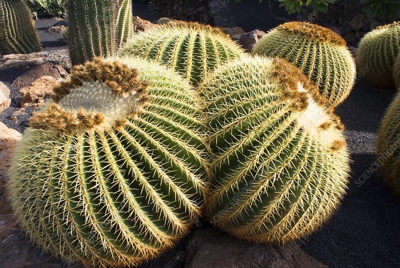 Cacti Echinocactus Assorted - View 5 from www redcrocus com
