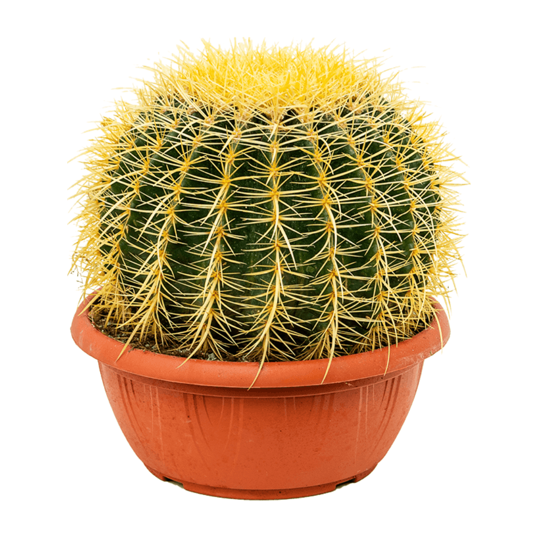 Cacti Echinocactus Assorted - View 9 from www redcrocus com