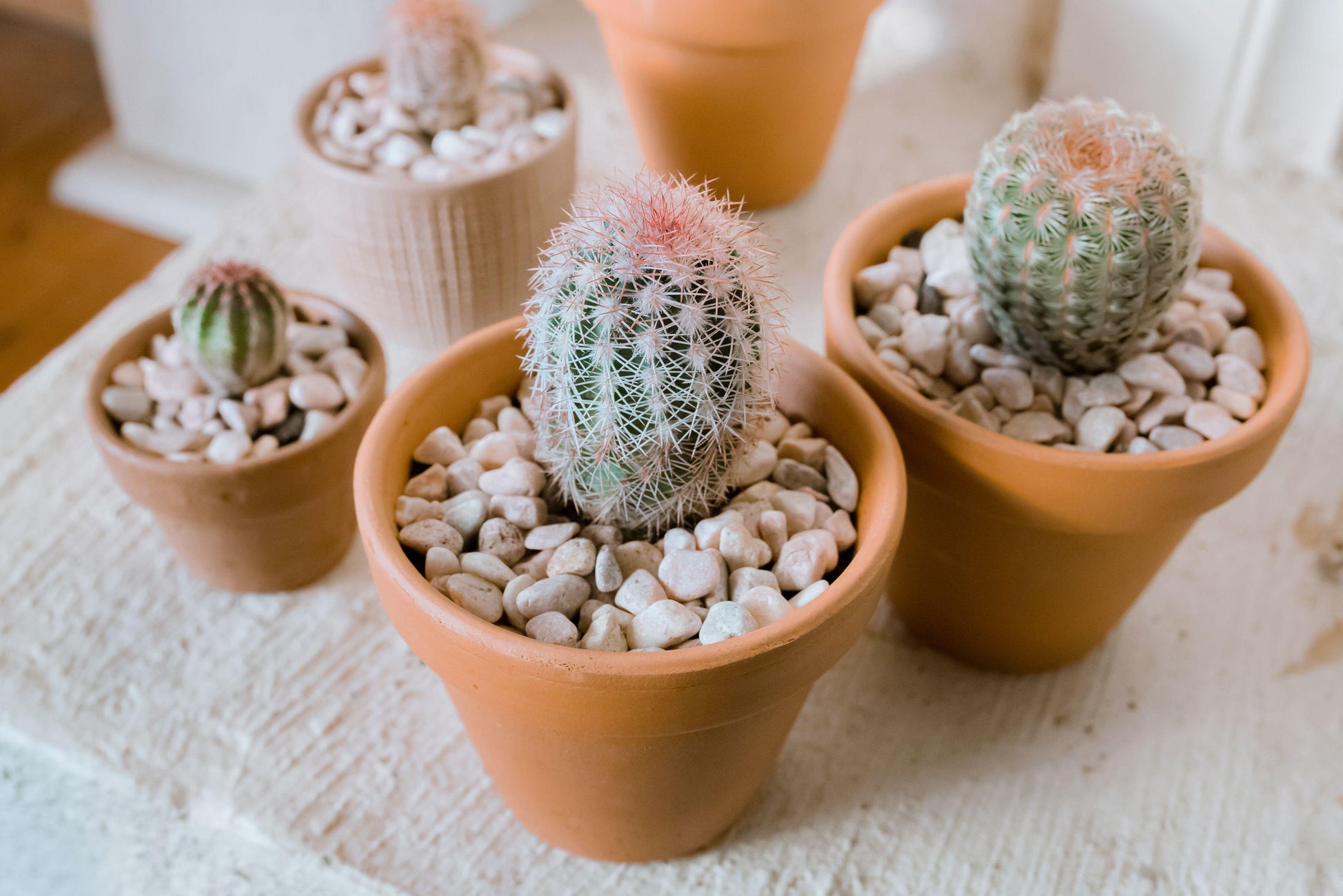 Cacti Echinocactus Assorted - View 9 from www redcrocus com