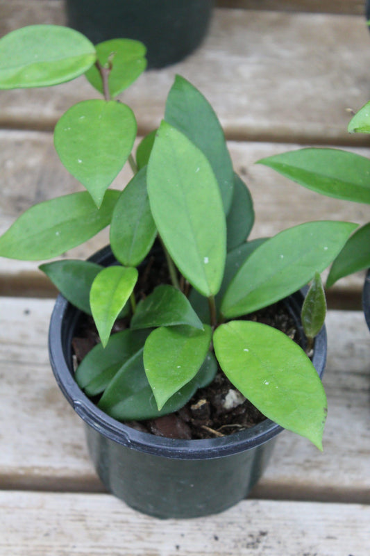 Hoya Assorted - View 10 from www redcrocus com