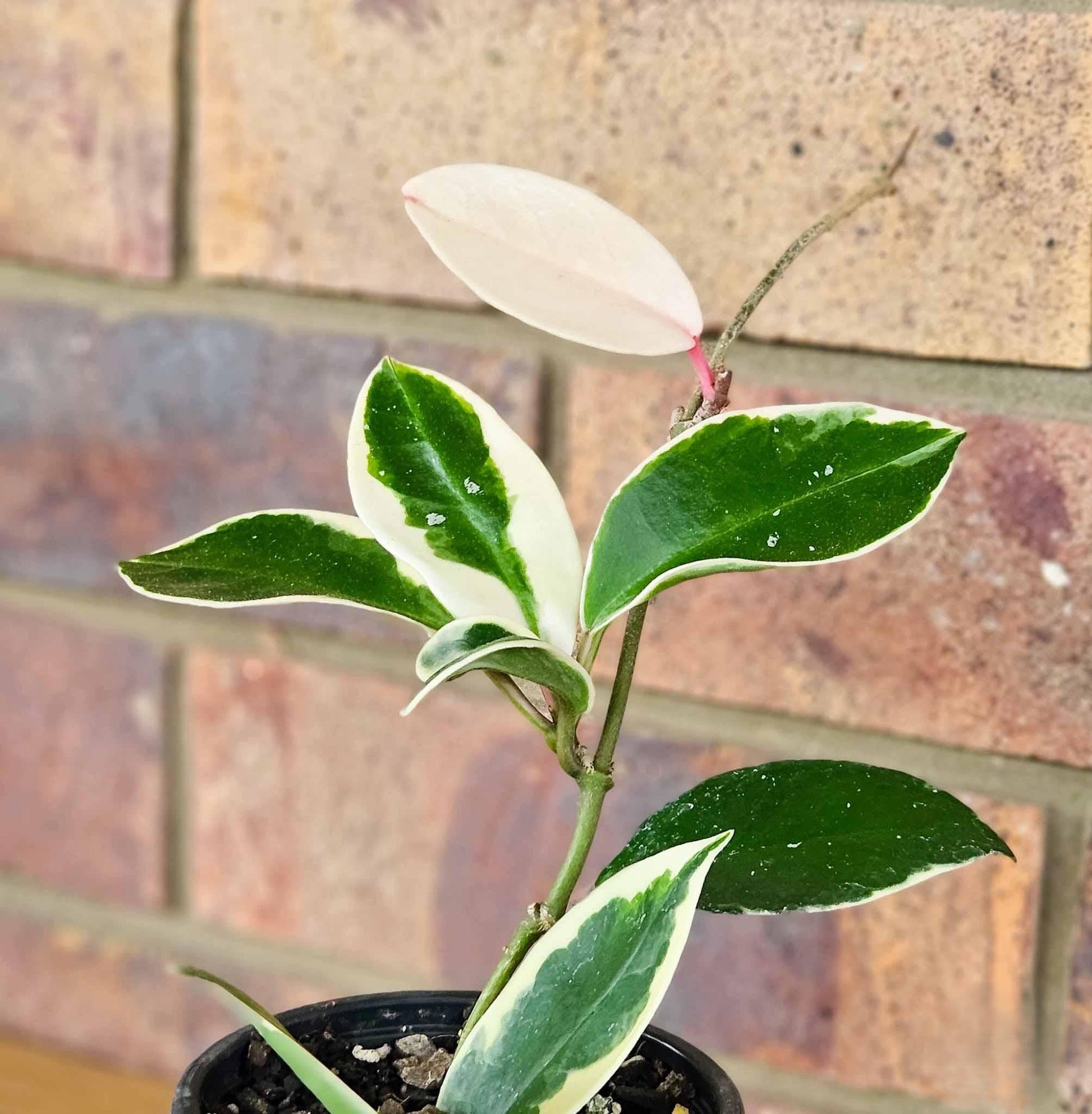Hoya Assorted - View 13 from www redcrocus com