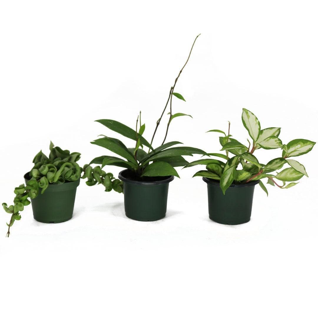 Hoya Assorted - View 14 from www redcrocus com
