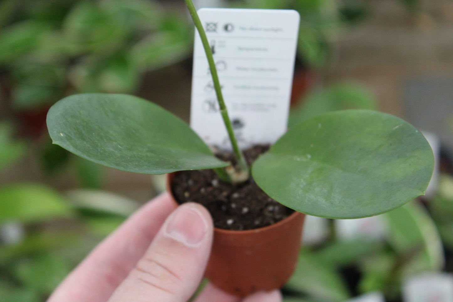 Hoya Assorted - View 15 from www redcrocus com