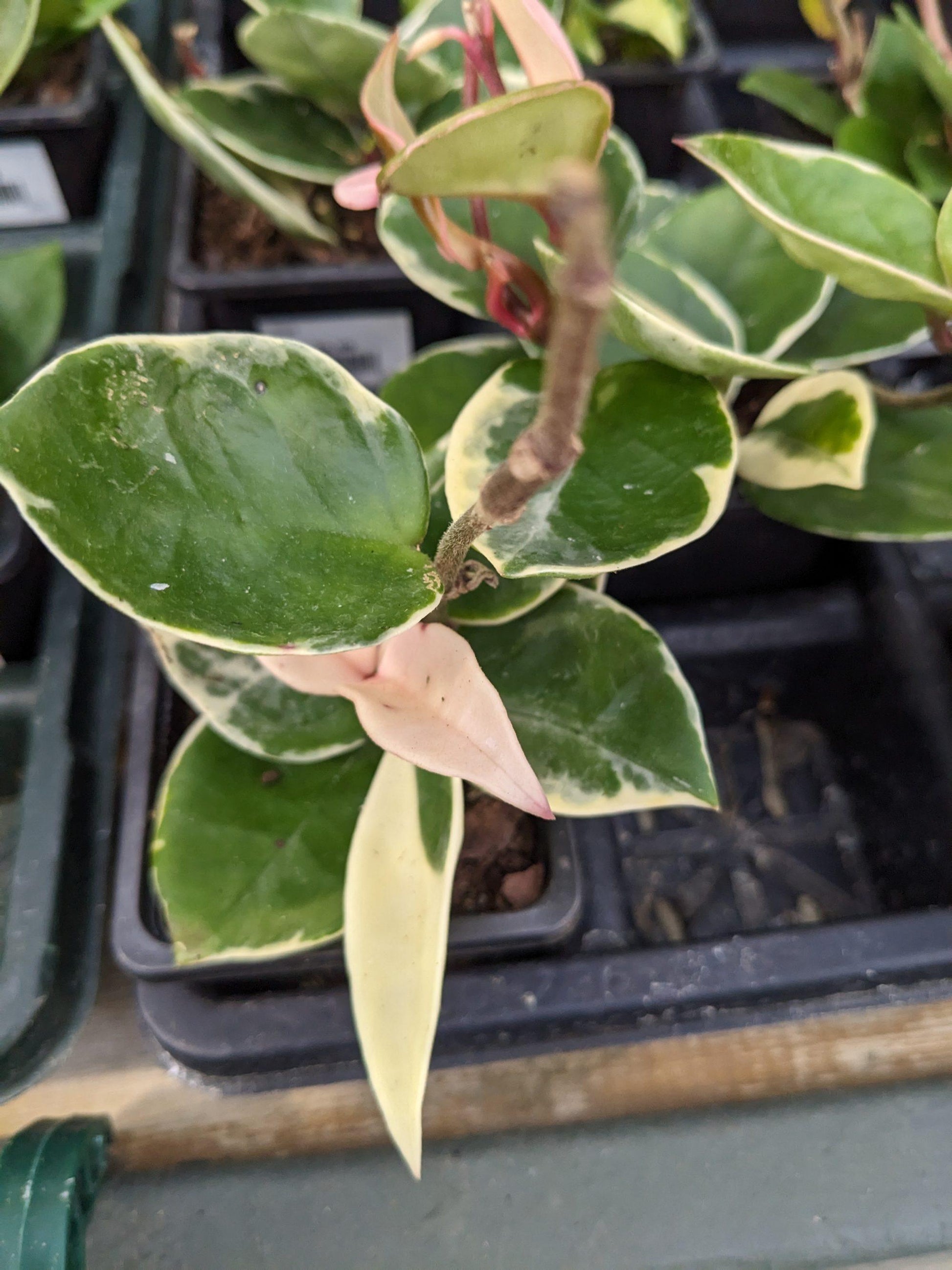 Hoya Assorted - View 2 from www redcrocus com