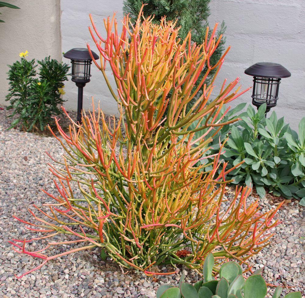 Euphorbia Tirucalli - View 14 from www redcrocus com