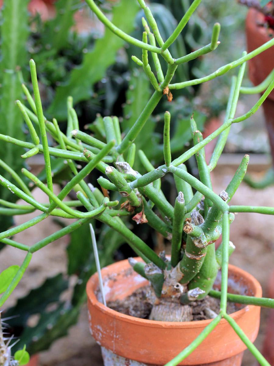 Euphorbia Tirucalli - View 19 from www redcrocus com
