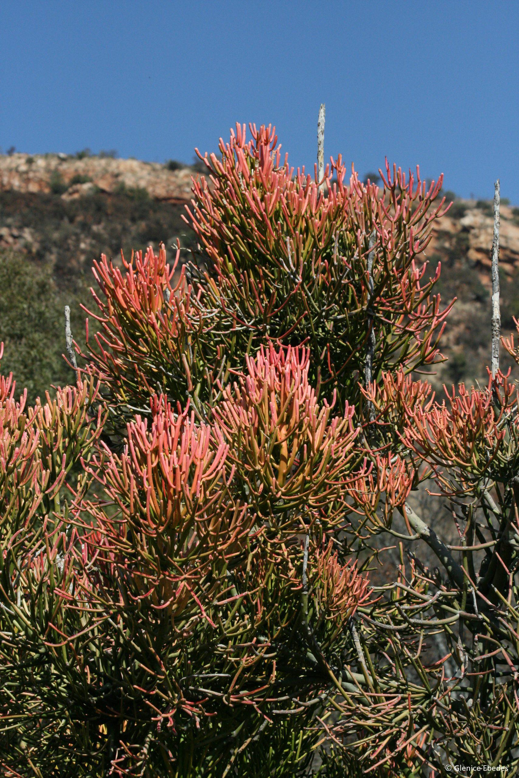 Euphorbia Tirucalli - View 2 from www redcrocus com