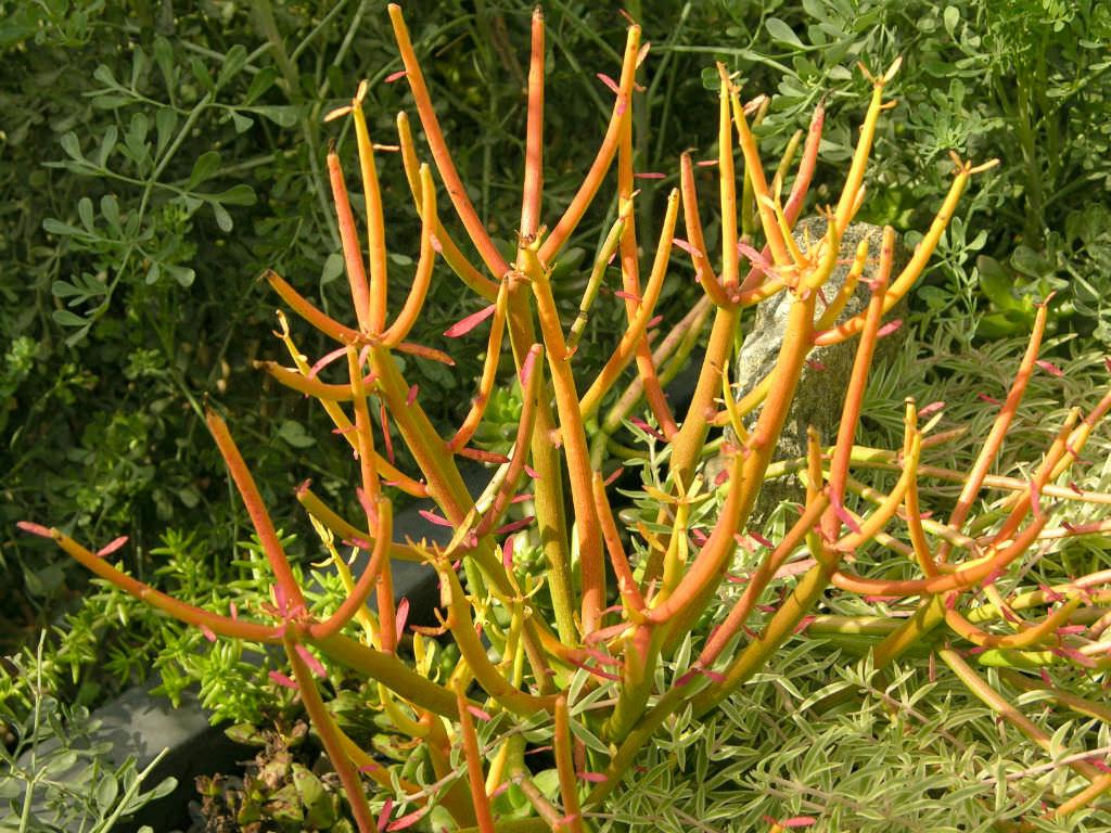 Euphorbia Tirucalli - View 9 from www redcrocus com