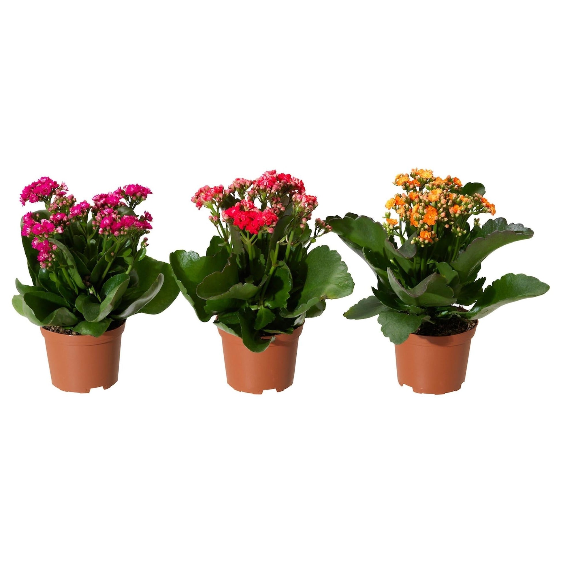 Kalanchoe Assorted 3 A7ebff7f 3599 4592 8a09 371d8153cf34 from www redcrocus com