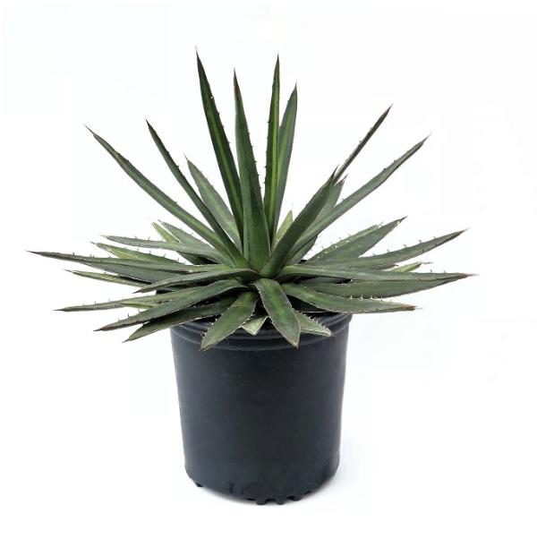 Agave, Assorted - View 10 from www redcrocus com