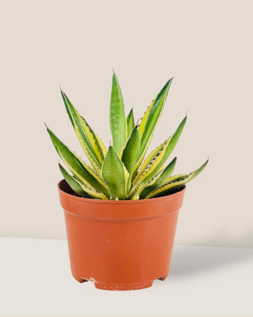 Agave, Assorted - View 13 from www redcrocus com