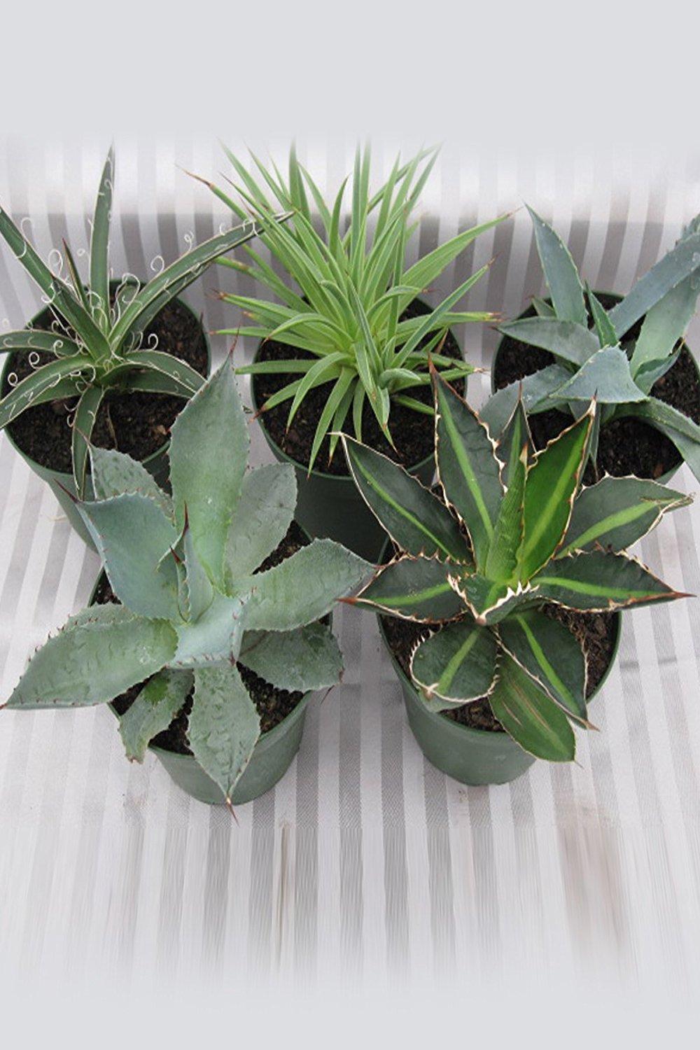 Agave, Assorted - View 6 from www redcrocus com