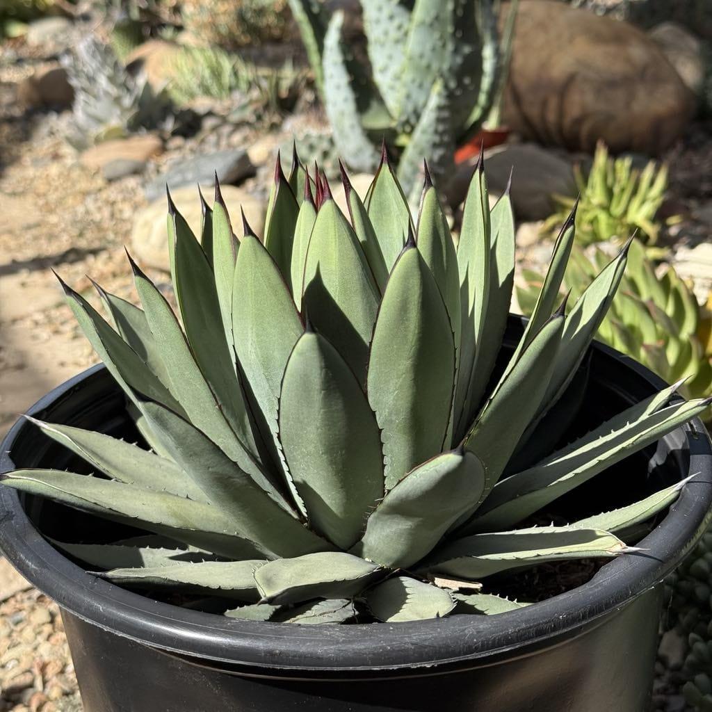 Agave, Assorted - View 8 from www redcrocus com