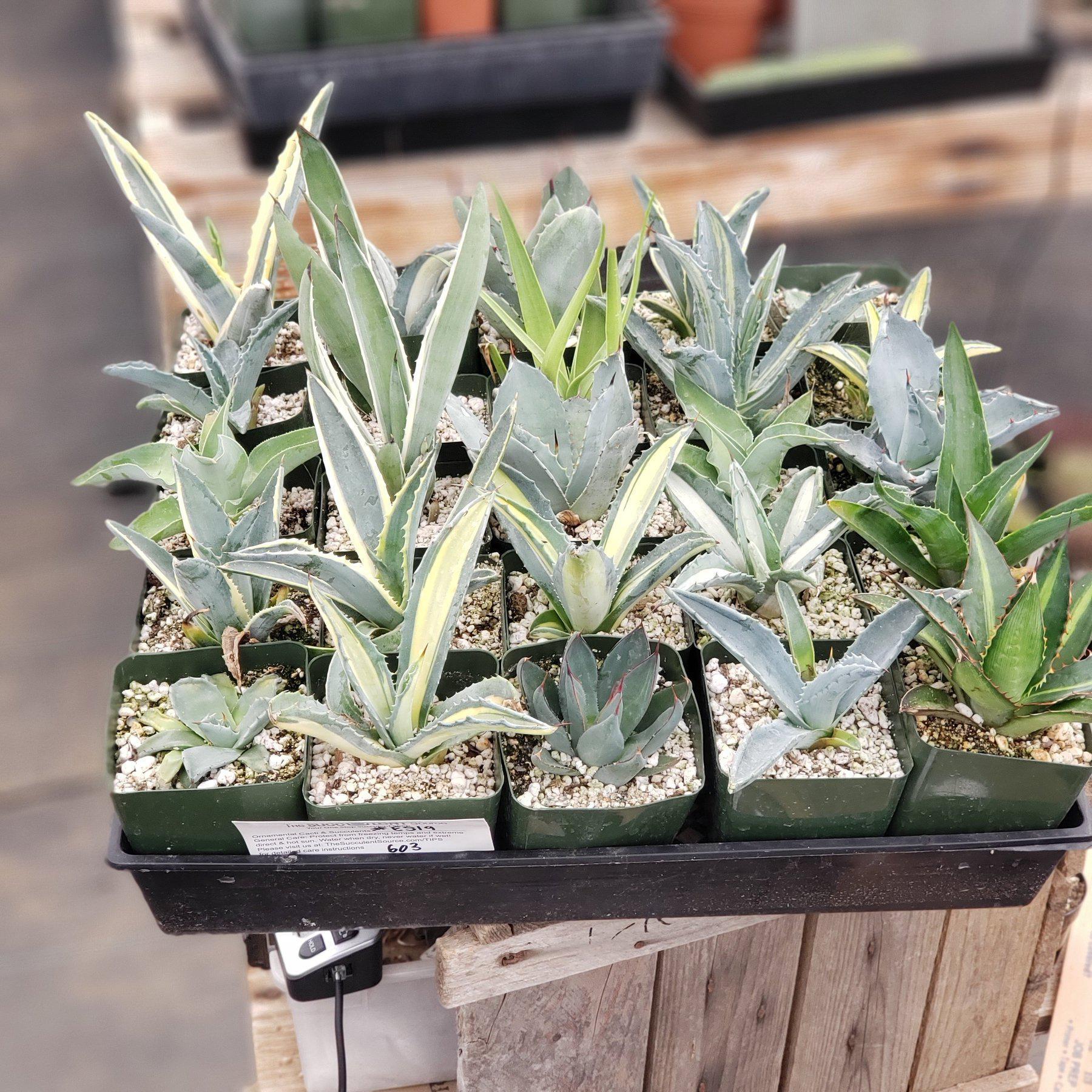 Agave, Assorted - View 9 from www redcrocus com