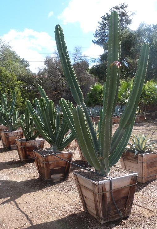 Cacti, Cereus Peruvianus - View 18 from www redcrocus com