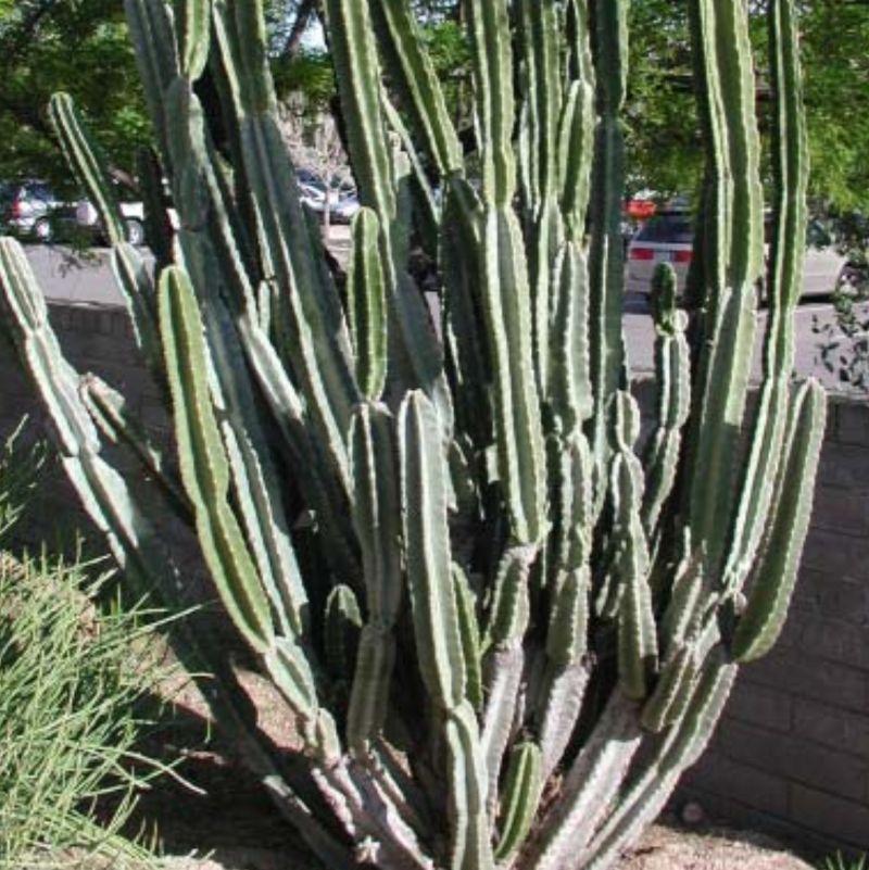 Cacti, Cereus Peruvianus - View 8 from www redcrocus com