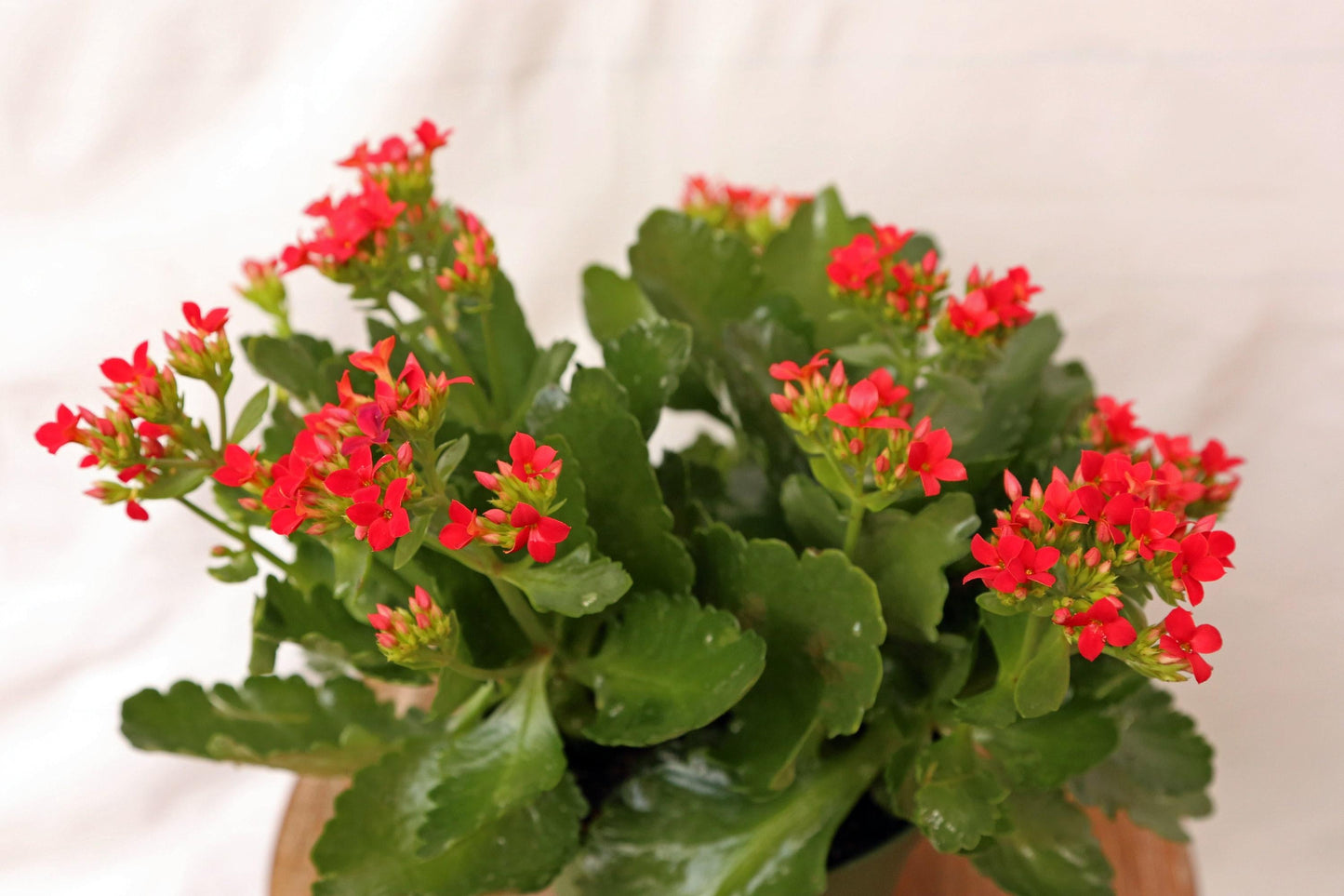 Kalanchoe Blooming Assorted - View 15 from www redcrocus com