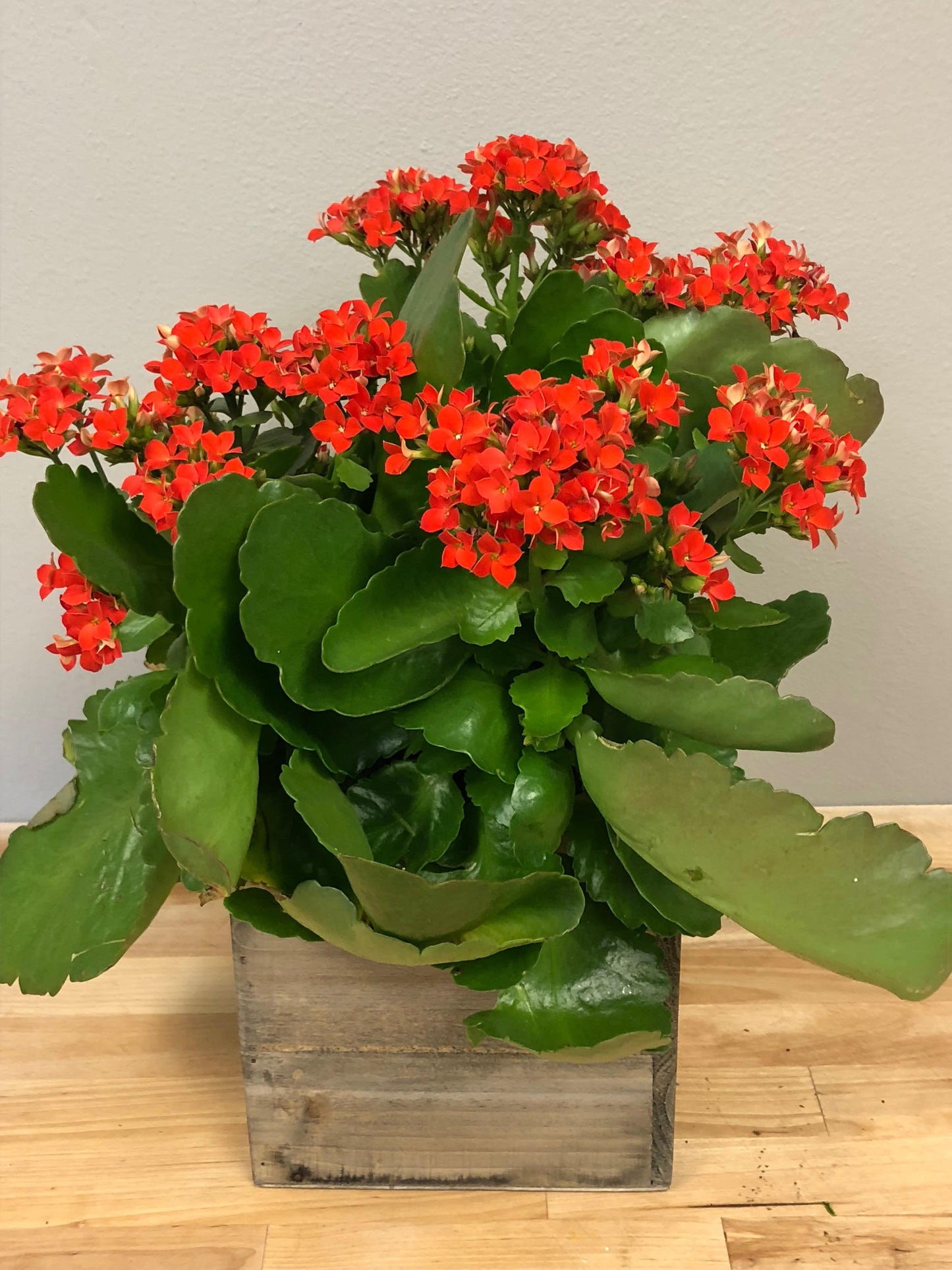 Kalanchoe Blooming Assorted - View 4 from www redcrocus com