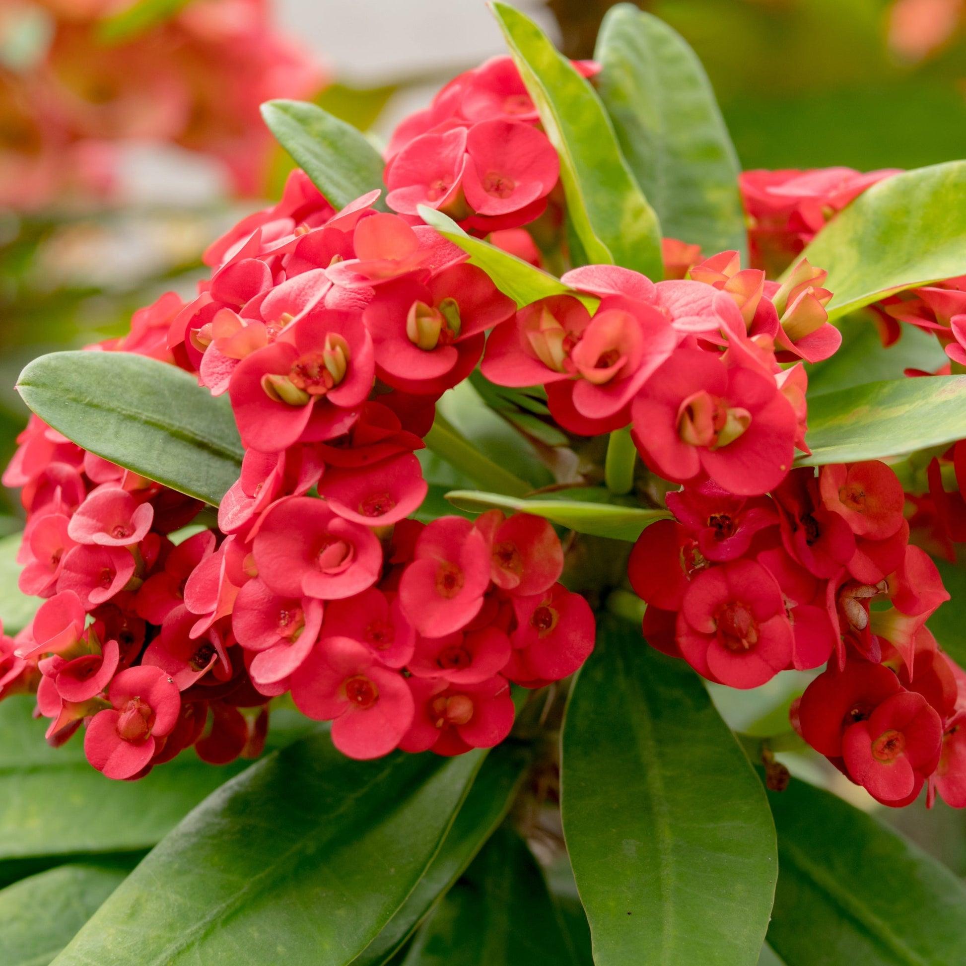 Euphorbia Milii - View 11 from www redcrocus com