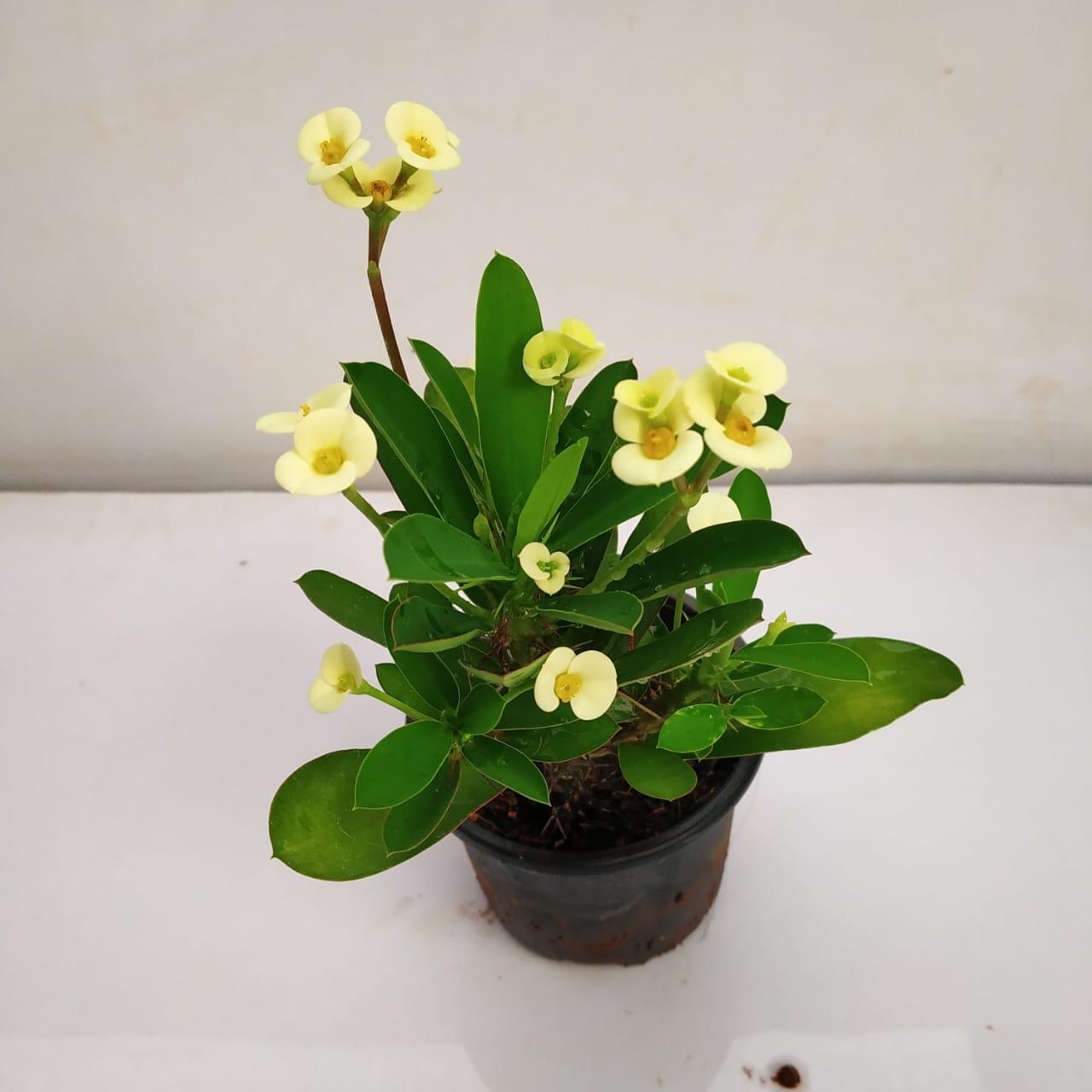 Euphorbia Milii - View 12 from www redcrocus com