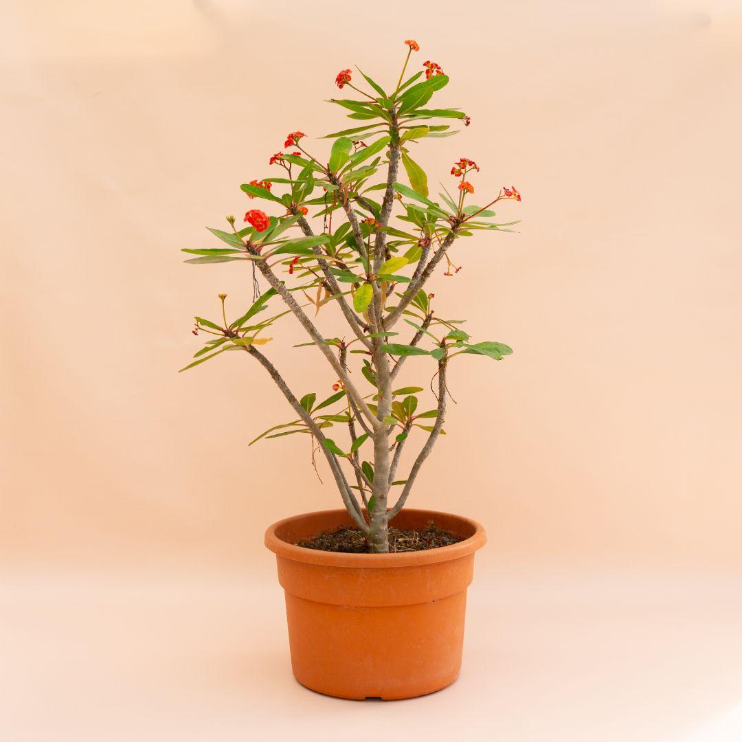 Euphorbia Milii - View 13 from www redcrocus com