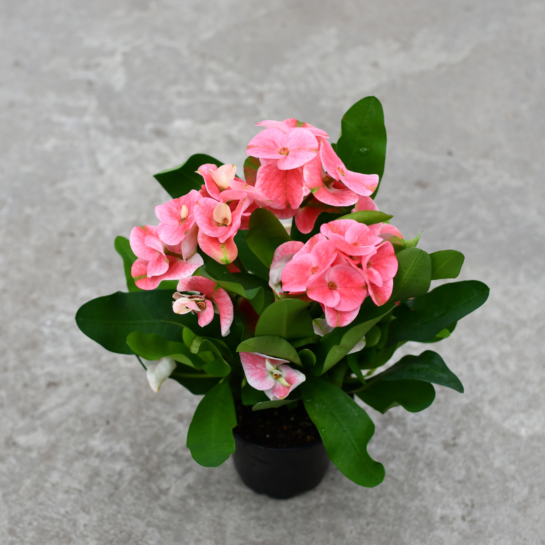Euphorbia Milii - View 14 from www redcrocus com