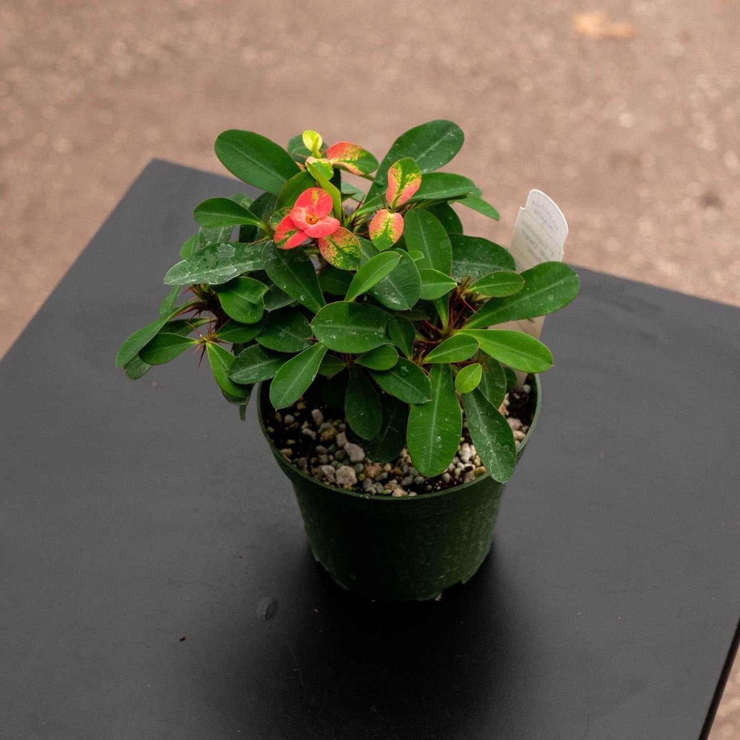 Euphorbia Milii - View 15 from www redcrocus com