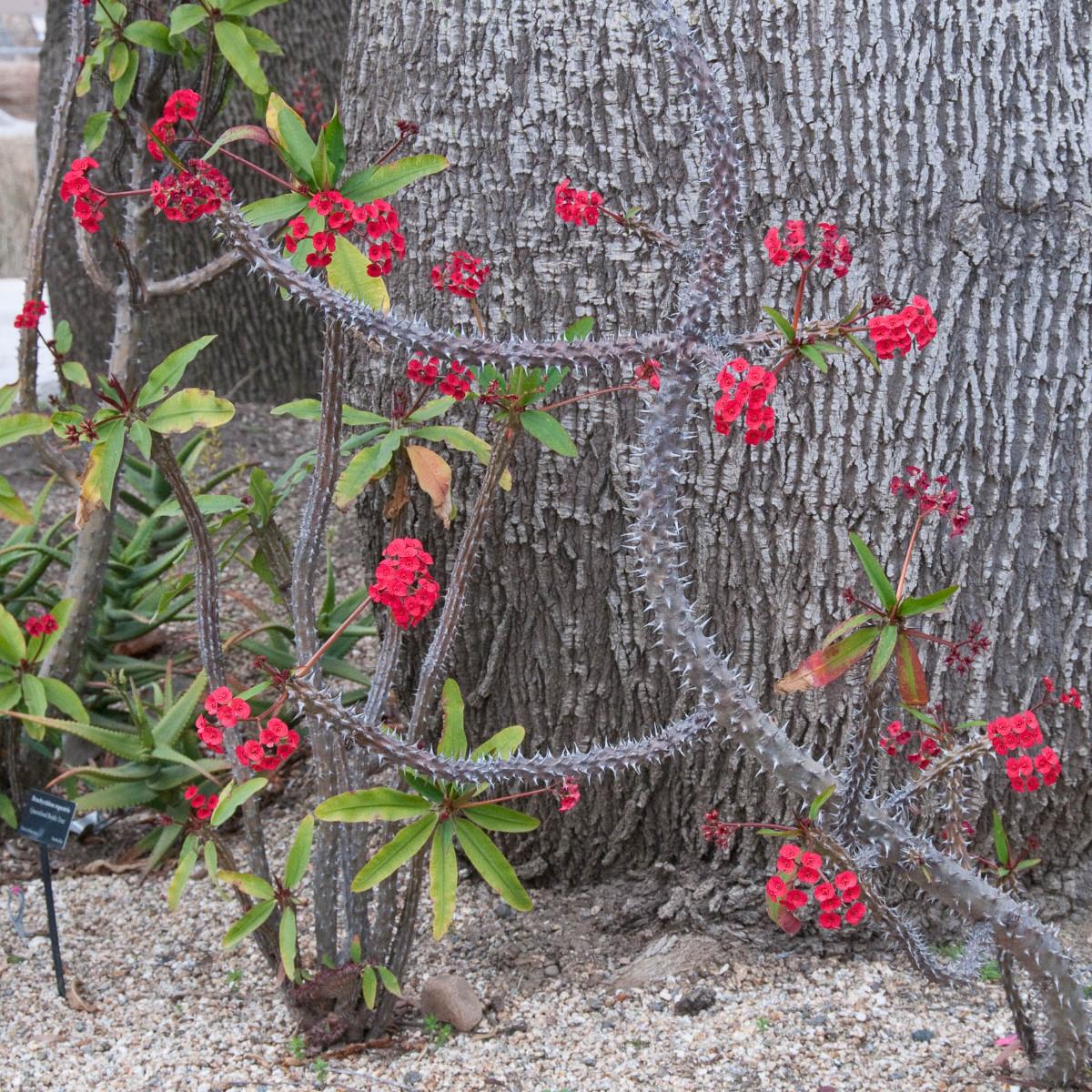 Euphorbia Milii - View 17 from www redcrocus com