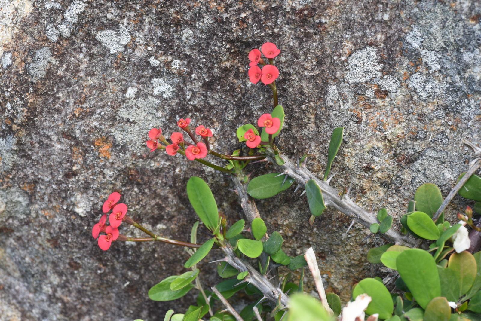 Euphorbia Milii - View 19 from www redcrocus com