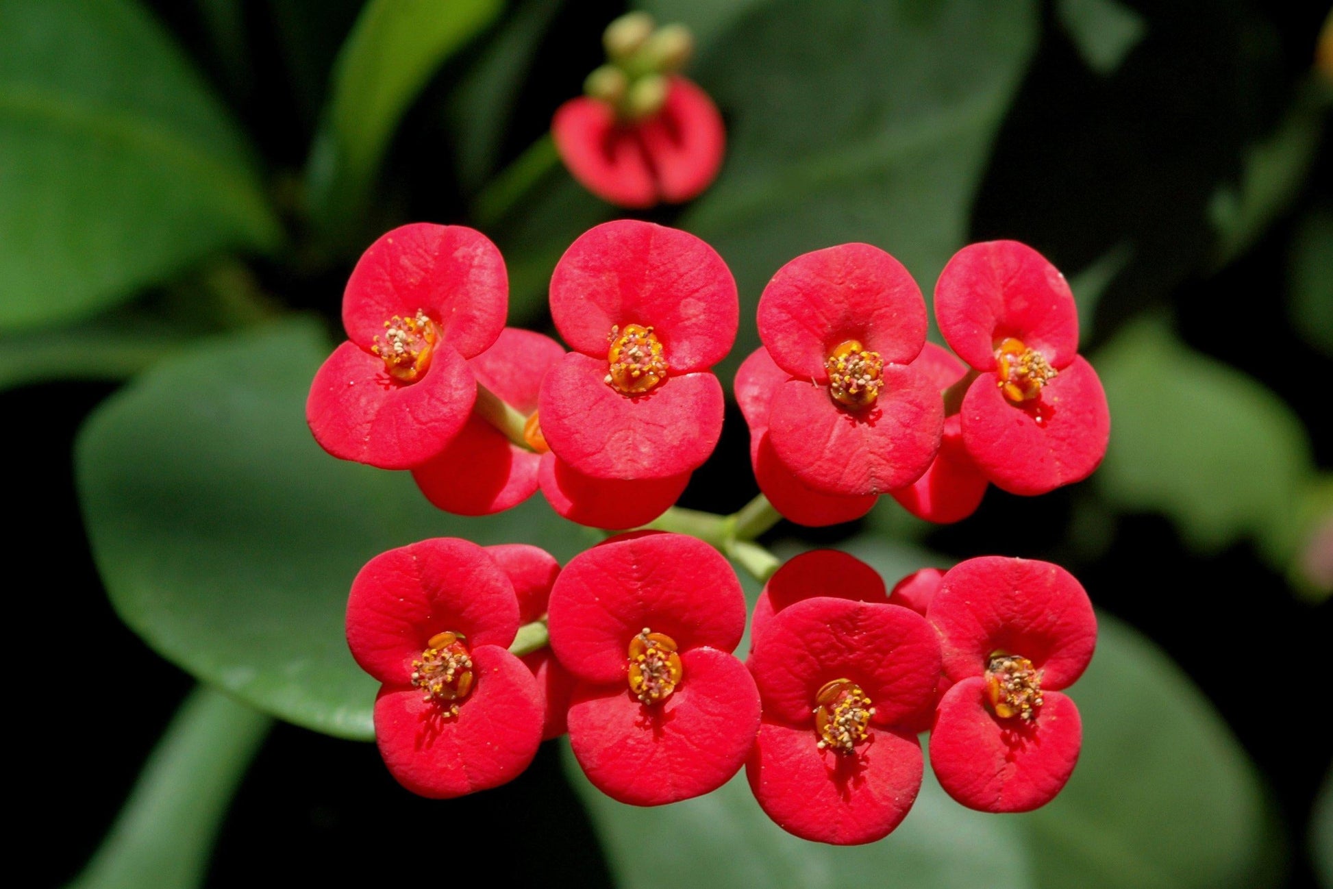 Euphorbia Milii - View 1 from www redcrocus com
