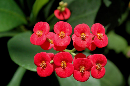 Euphorbia Milii - View 1 from www redcrocus com