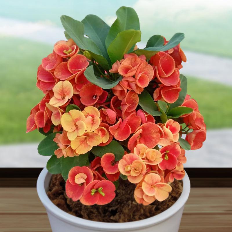 Euphorbia Milii - View 20 from www redcrocus com