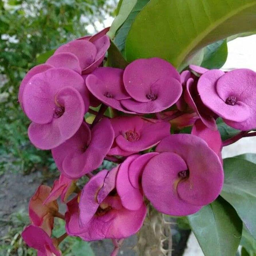 Euphorbia Milii - View 21 from www redcrocus com