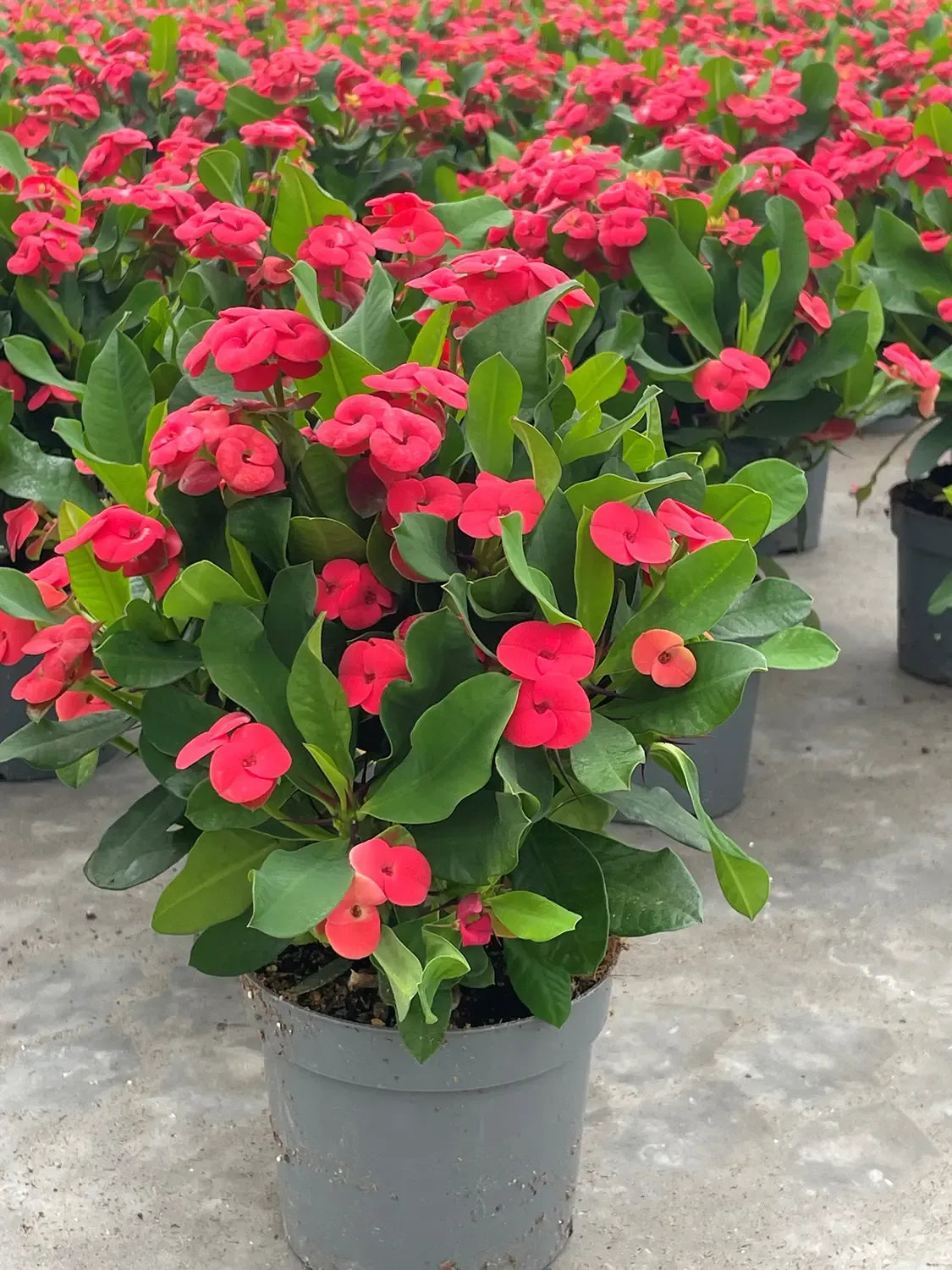 Euphorbia Milii - View 23 from www redcrocus com
