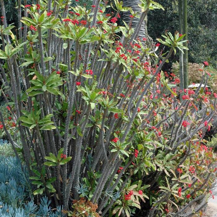 Euphorbia Milii - View 24 from www redcrocus com
