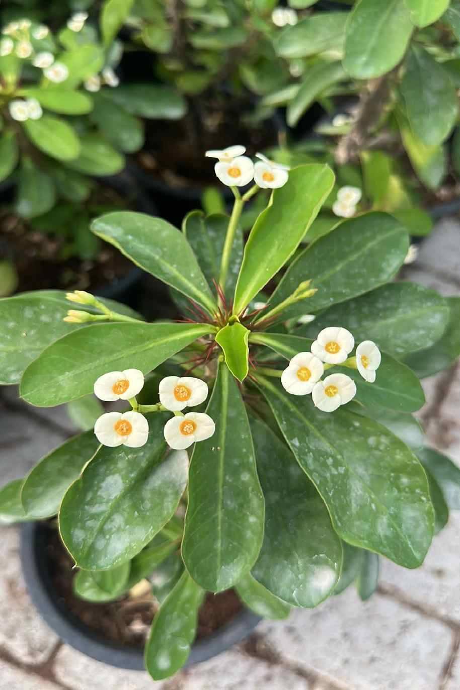 Euphorbia Milii - View 25 from www redcrocus com