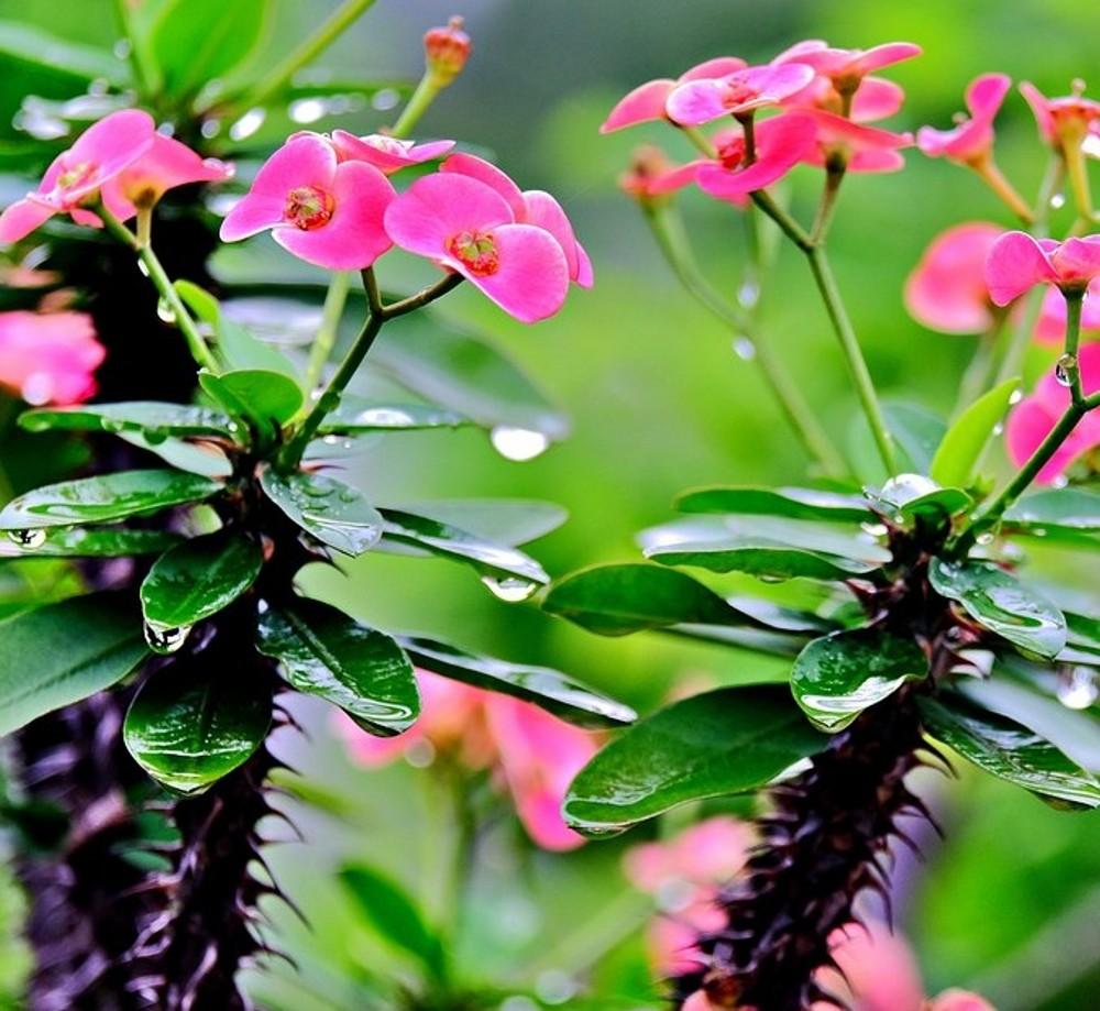 Euphorbia Milii - View 26 from www redcrocus com