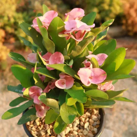 Euphorbia Milii - View 27 from www redcrocus com