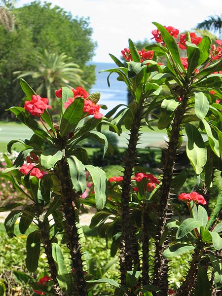 Euphorbia Milii - View 28 from www redcrocus com