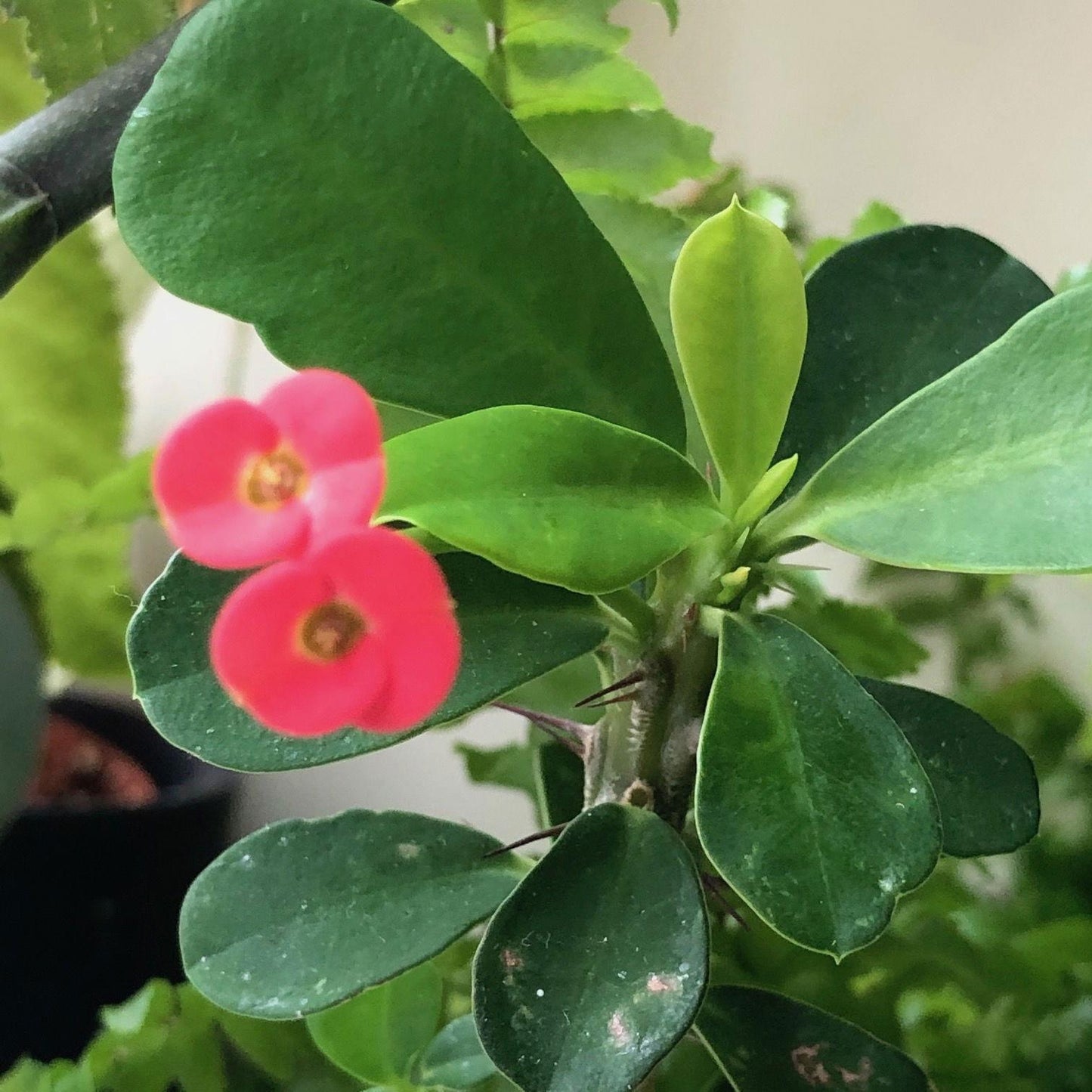Euphorbia Milii - View 29 from www redcrocus com