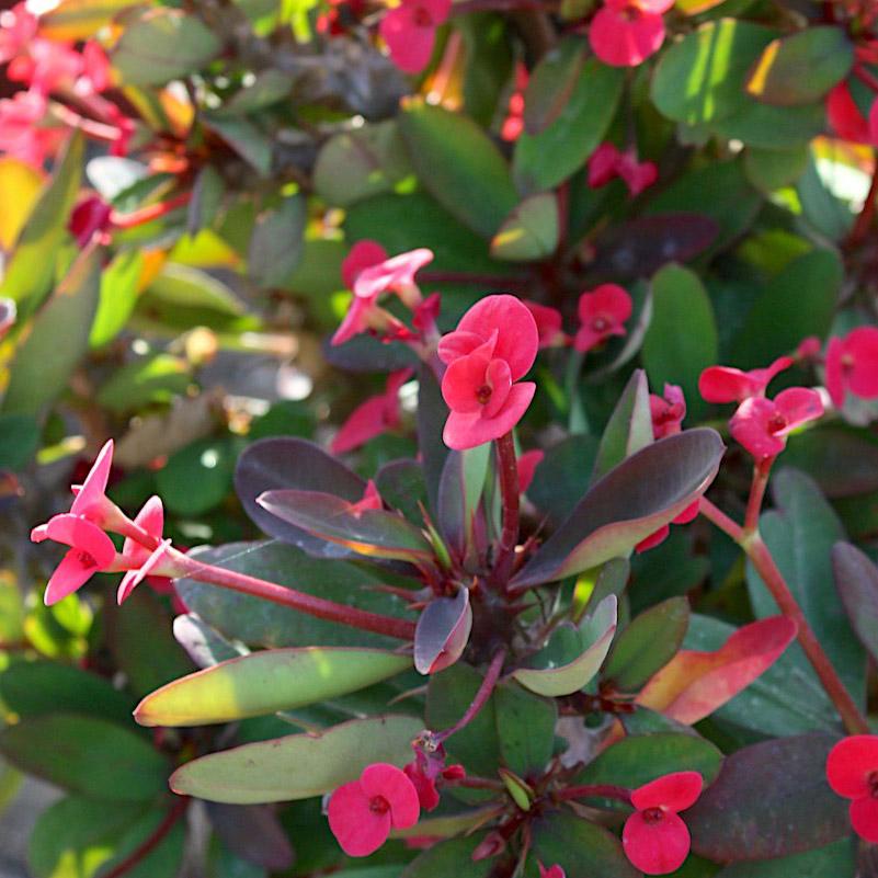 Euphorbia Milii - View 2 from www redcrocus com