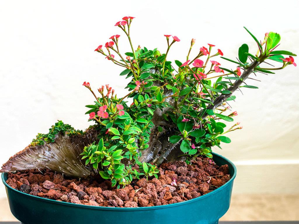 Euphorbia Milii - View 30 from www redcrocus com