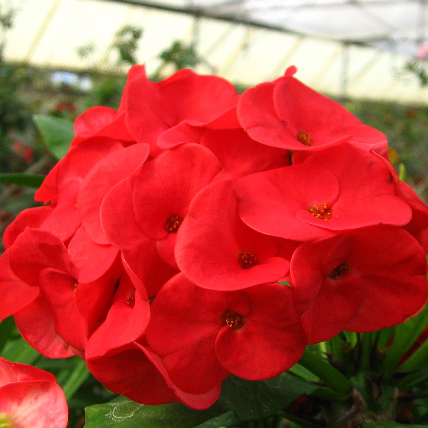 Euphorbia Milii - View 31 from www redcrocus com