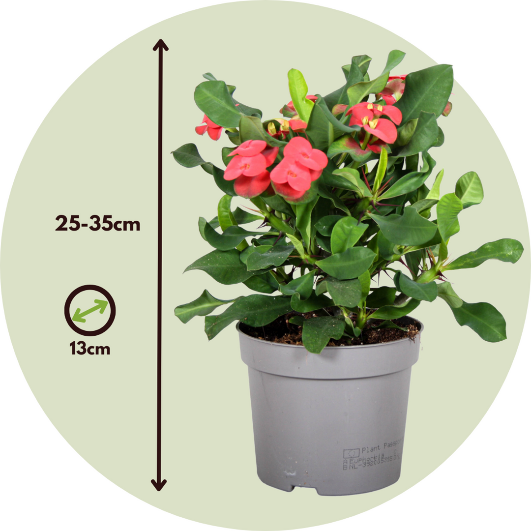 Euphorbia Milii - View 32 from www redcrocus com