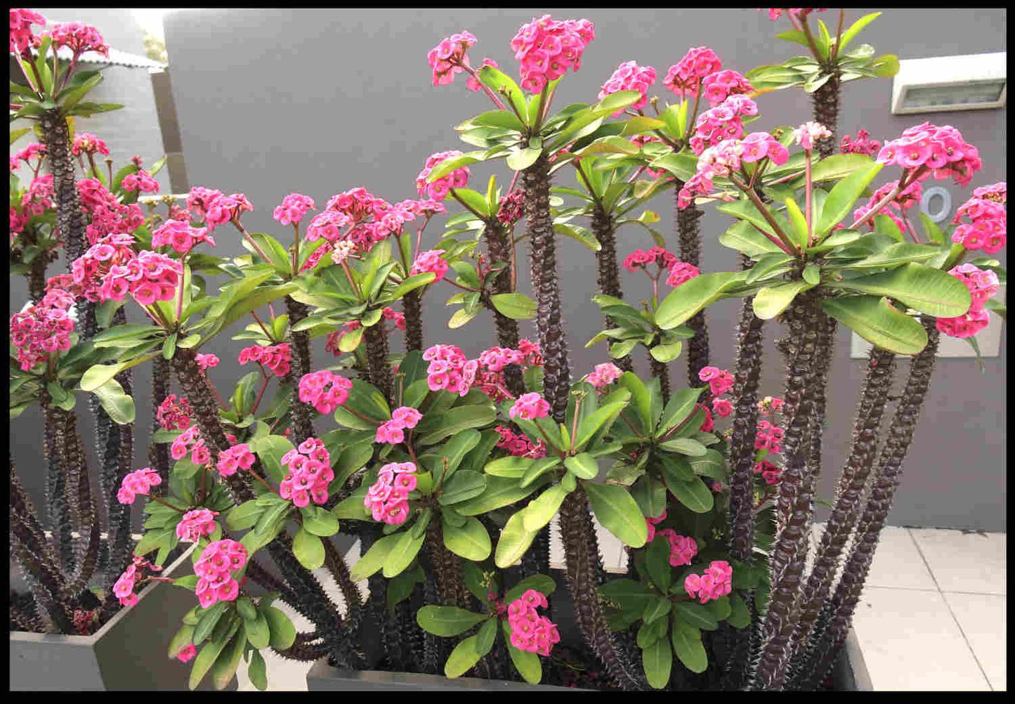 Euphorbia Milii - View 33 from www redcrocus com