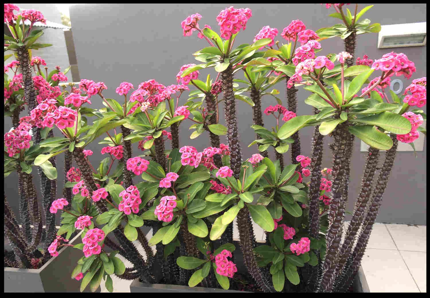 Euphorbia Milii - View 33 from www redcrocus com